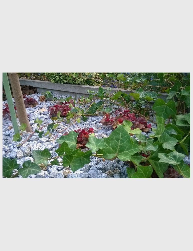 Grys dalmatyńczyk 16-22mm 1 tona